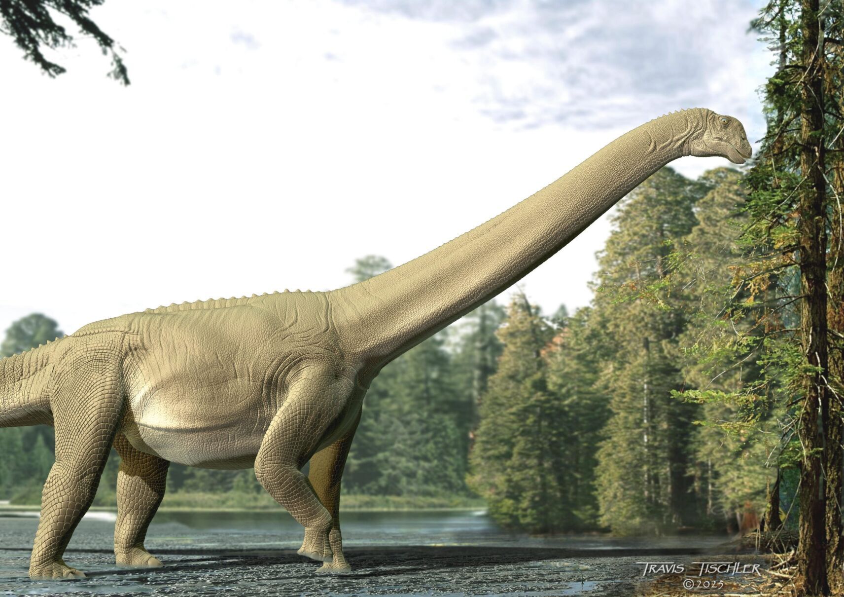 Long-necked dinosaurs didn’t bother chewing, suggests new research